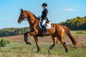 Comment débuter l'équitation commeadulte : guide pratique